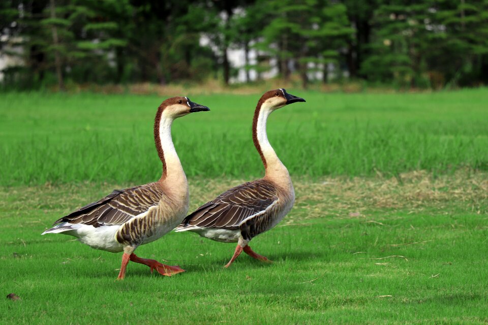 Natural birds animal