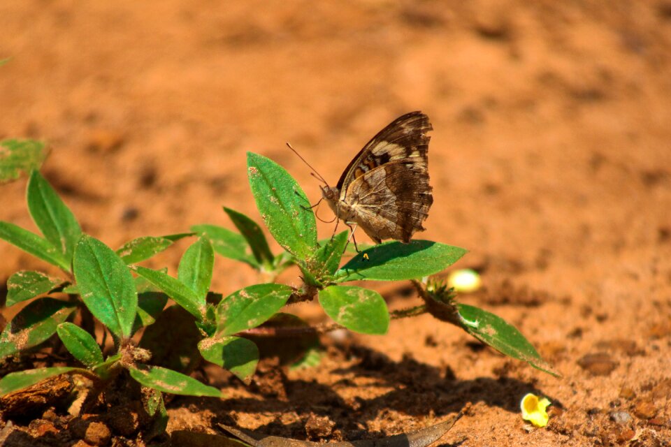 Insects butterfly flower