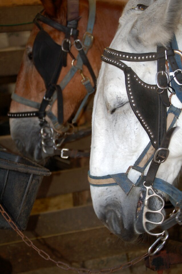 Horse travel transport