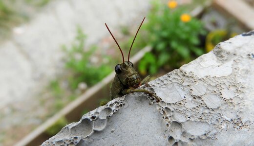 Insect cricket colombia