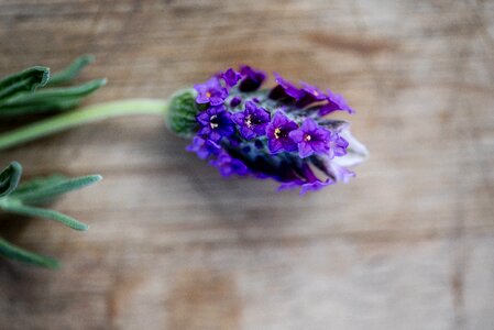 Flower on table single flower on table single lavender photo