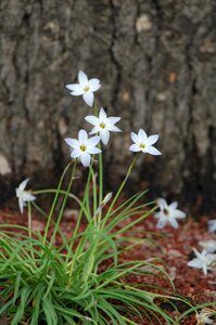 Flowers small nature