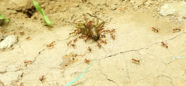 Work ants colombia