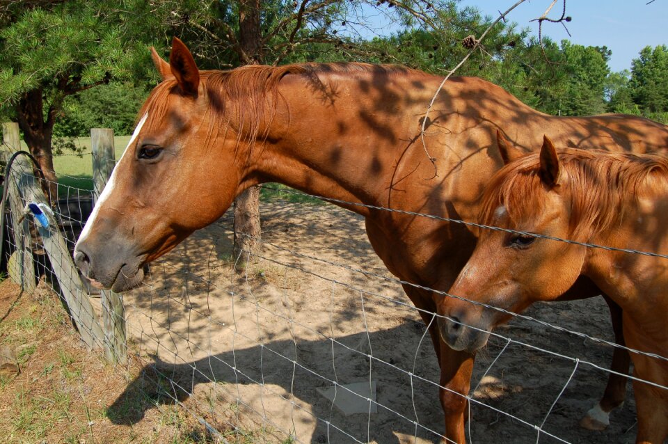 Nature equestrian farm