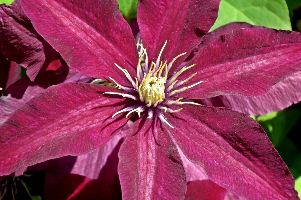 Garden summer the petals