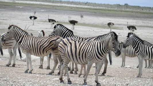 Namibia animal zebra photo
