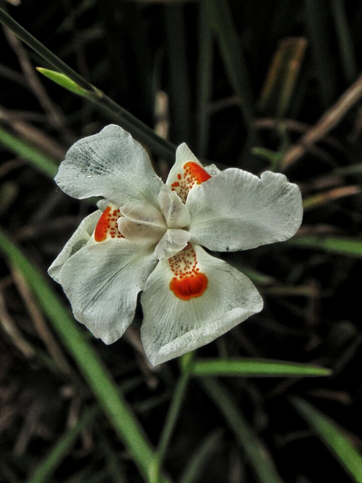 Focus nature camera
