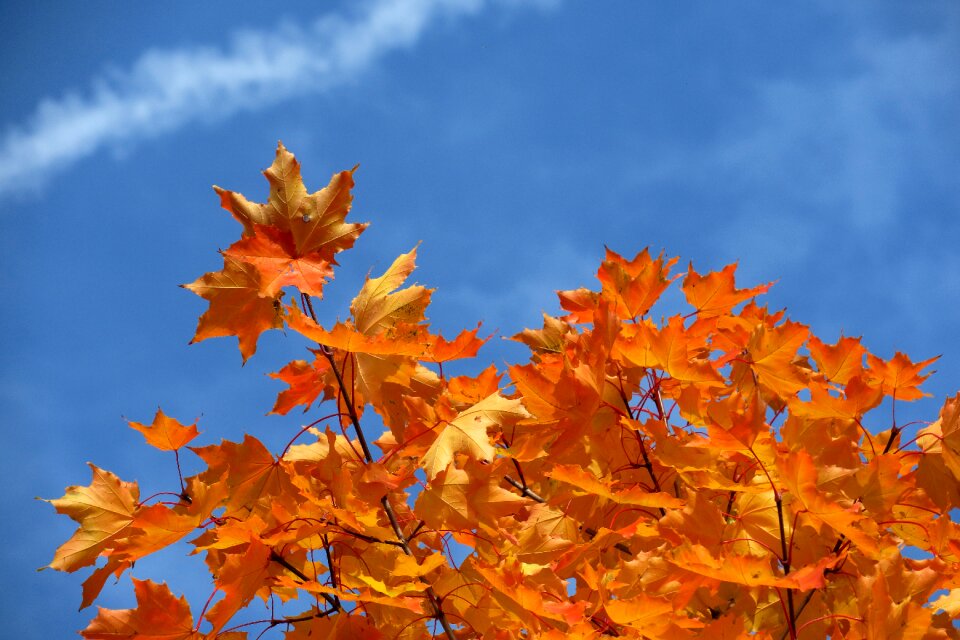 Maple fall foliage fall leaves