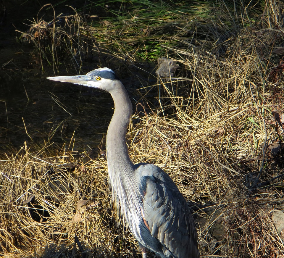 Swamp bird fly photo