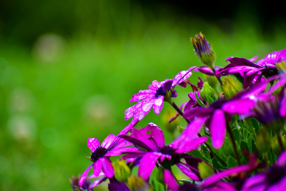 Gérbel spring beauty
