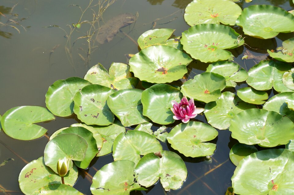 Lotus nature green