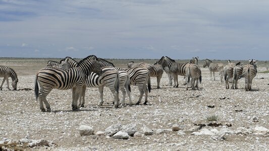 Namibia zebras animal photo