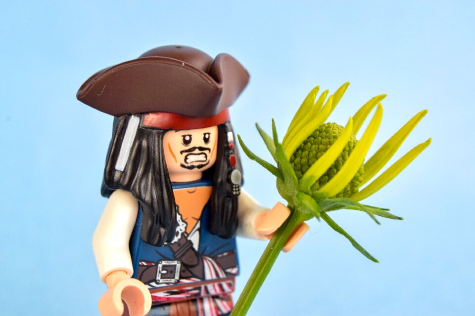 Flower captain pirates