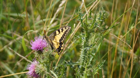 Thistle nature butterfly