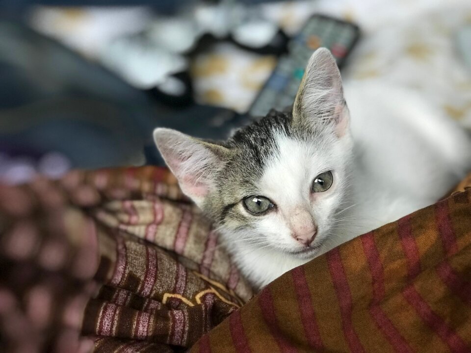 Pet animal nature