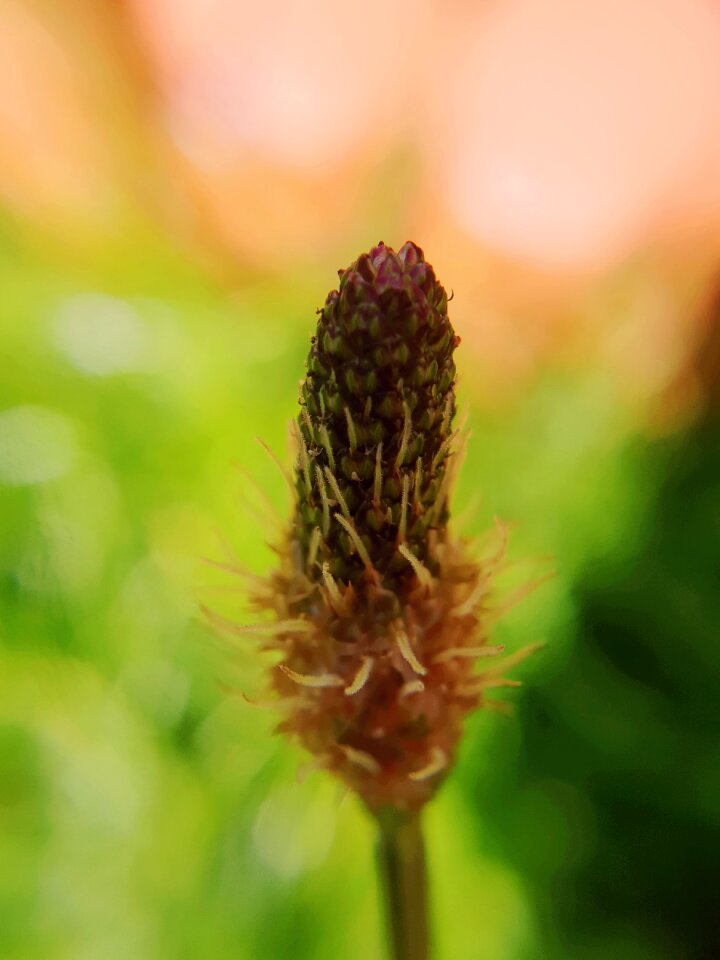 Summer field flower