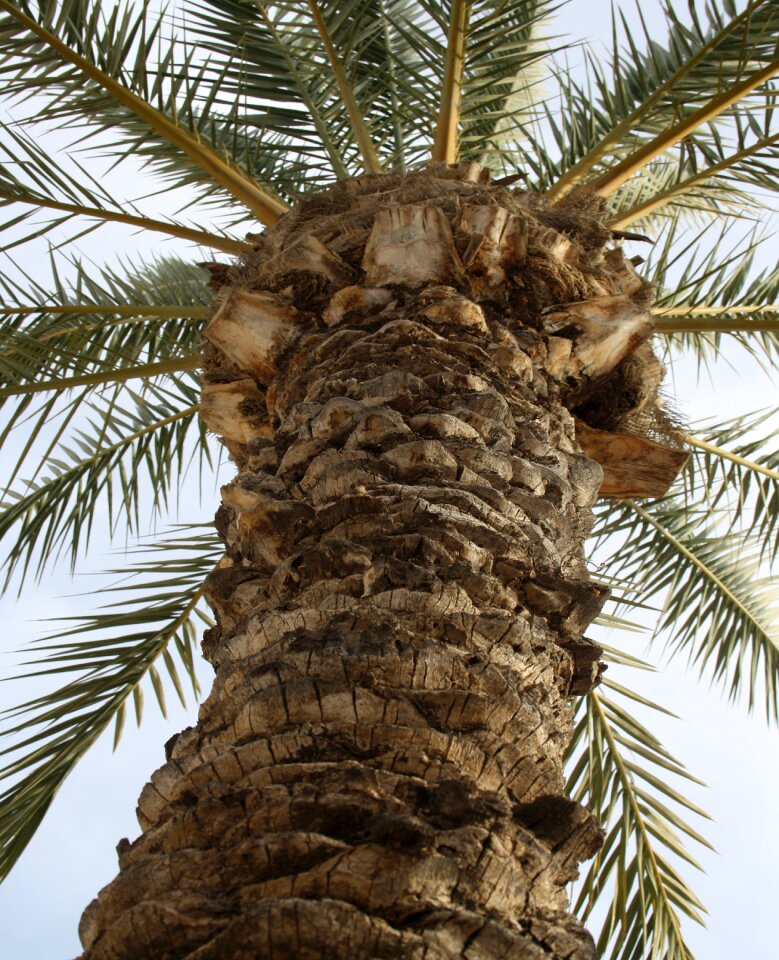Trunk palm plants