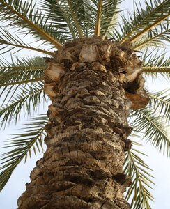 Trunk palm plants