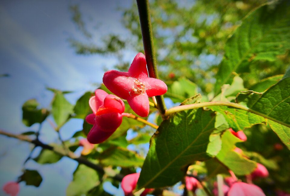 Poisonous botany red