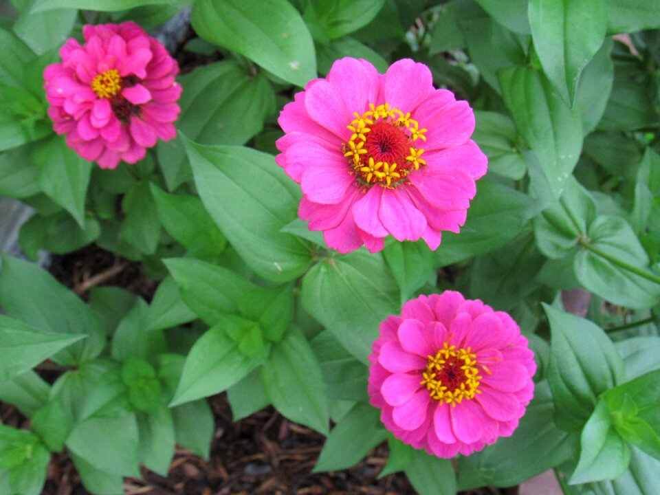 Blossom nature plant