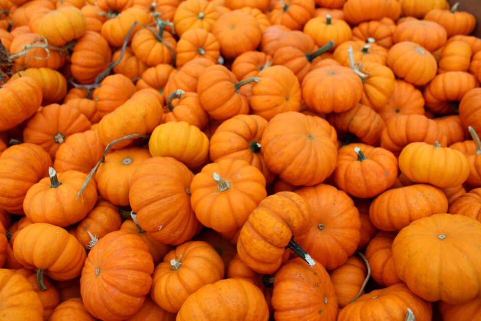 Missouri orange farm