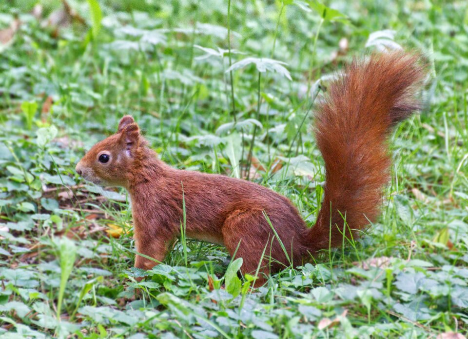 Cute rodent foraging