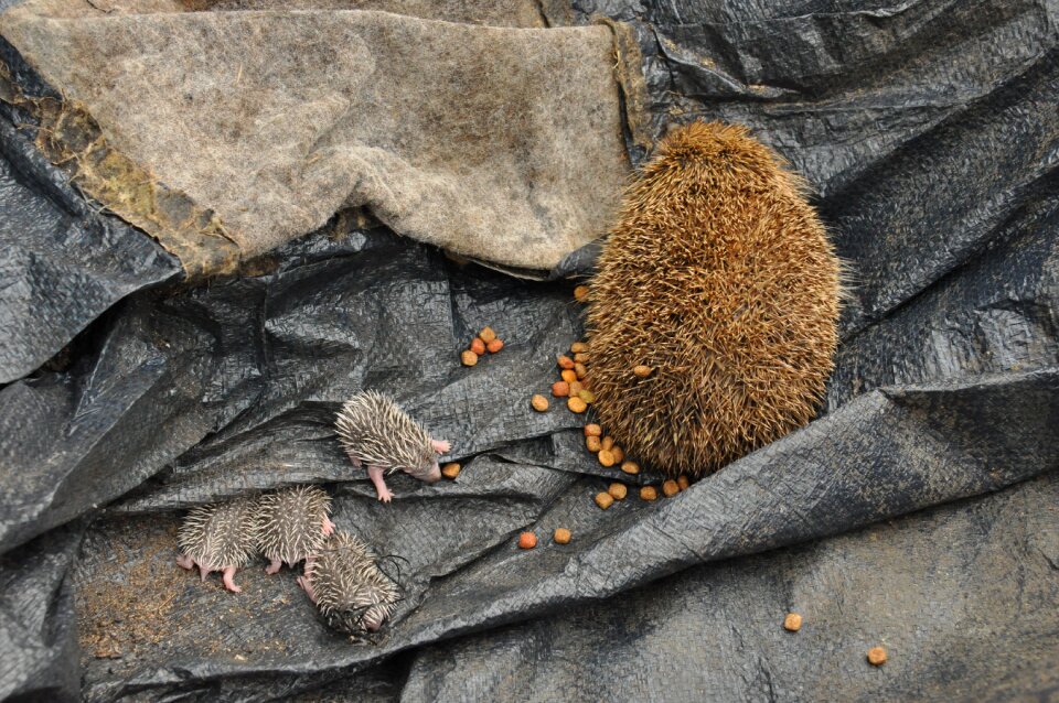 Baby hedgehogs birth scope