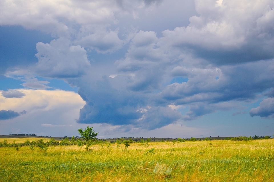 Nature prairie summer