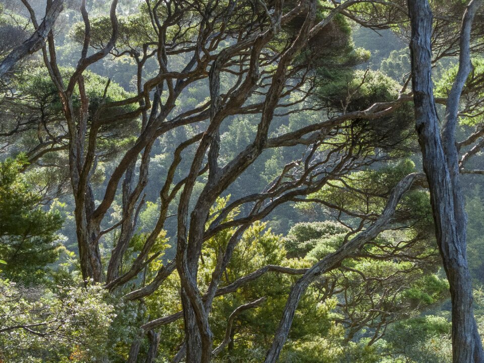 Manuka trees woods