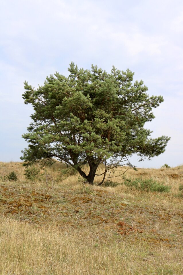 Nature landscape recovery