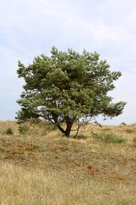 Nature landscape recovery