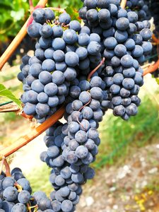 Grapes red wine berries