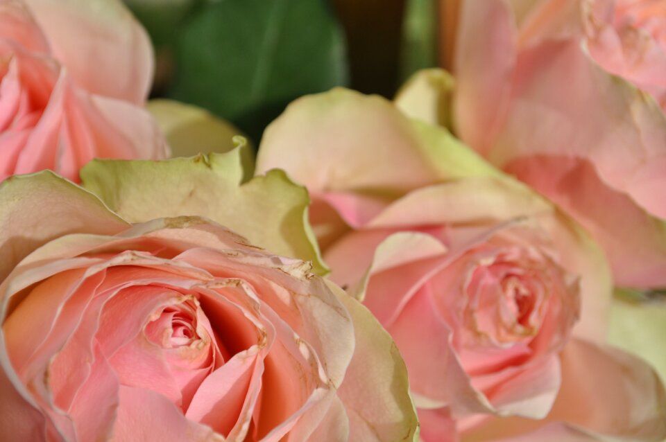 Pink plant flora