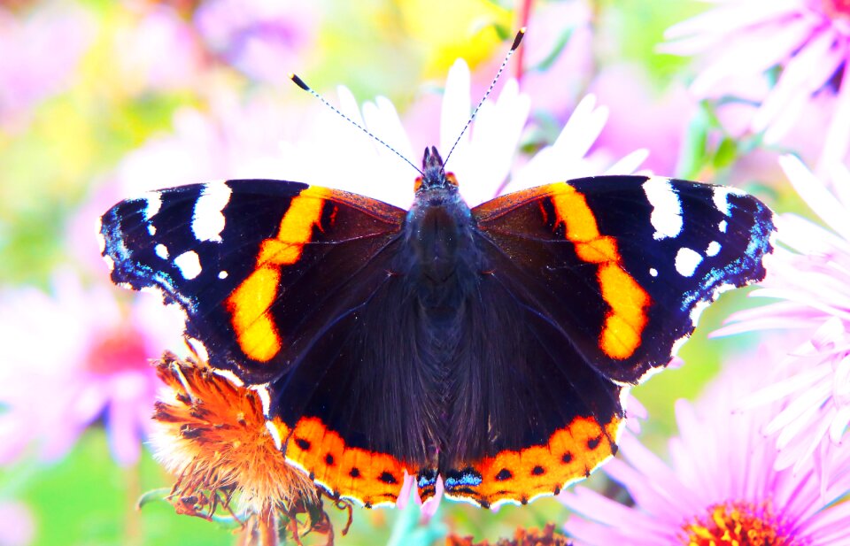 Antennae apiformes animals