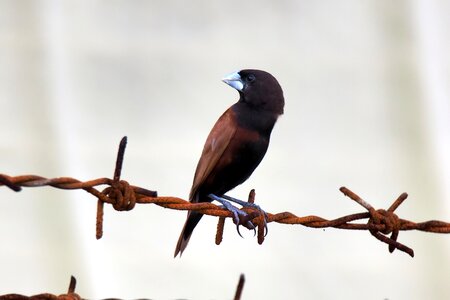 Outdoors munia chestnut