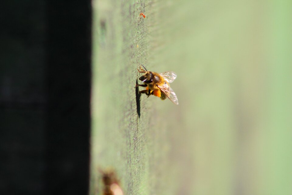 Beehive insect hobby photo