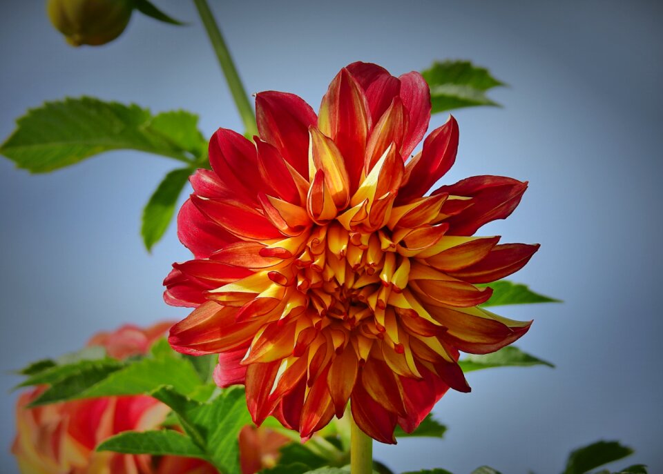Red romantic the petals