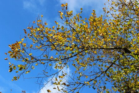 Sunny mood october
