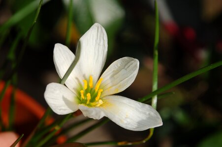 Flower white nature
