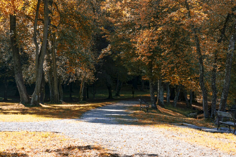 Forest path leaves mood