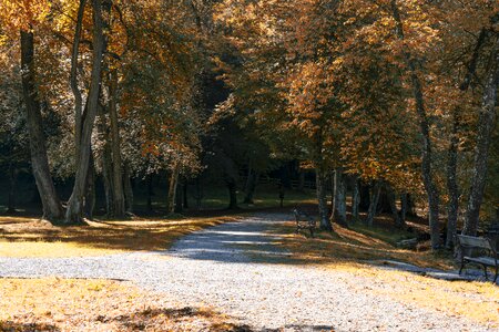 Forest path leaves mood