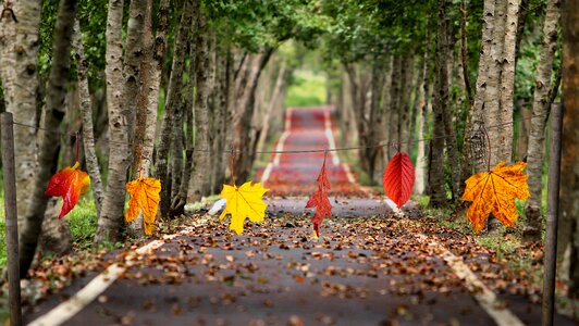Fall color leaves color