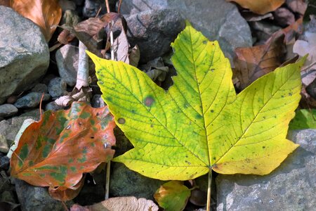 Fall foliage fall leaves fall color