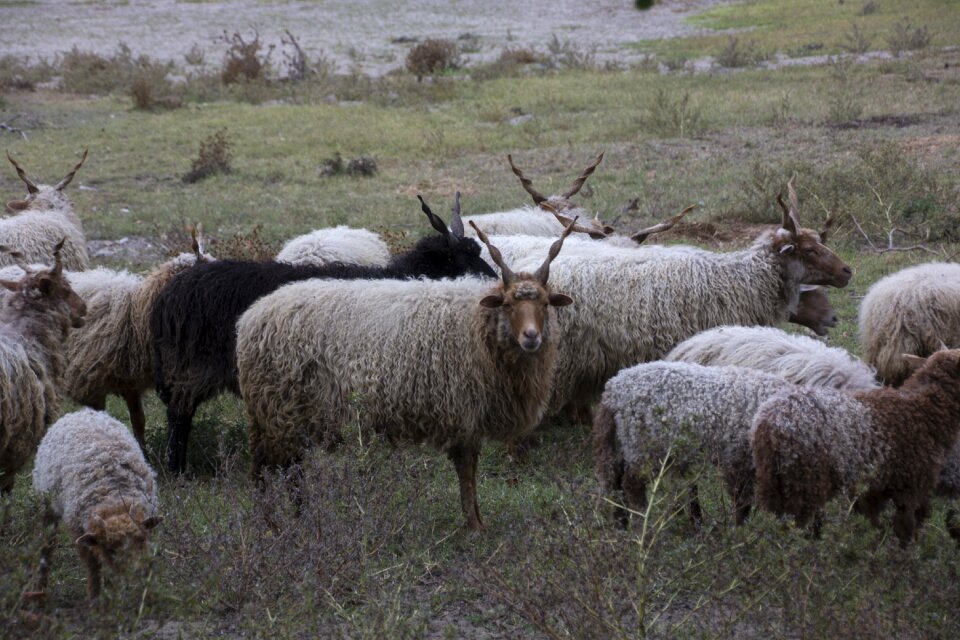 Lake balaton horns herd animal