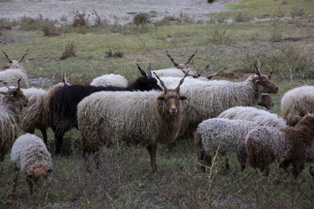 Lake balaton horns herd animal