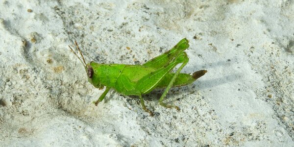 Cricket jumper colombia