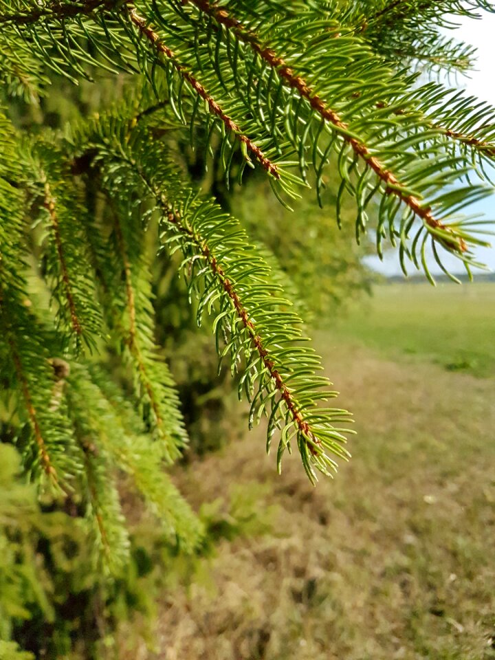 Nature needle branch