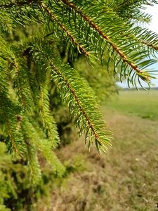 Nature needle branch