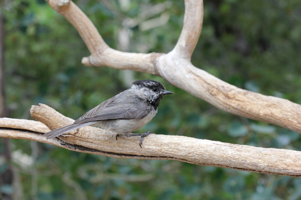 Little bird furry fuzzy