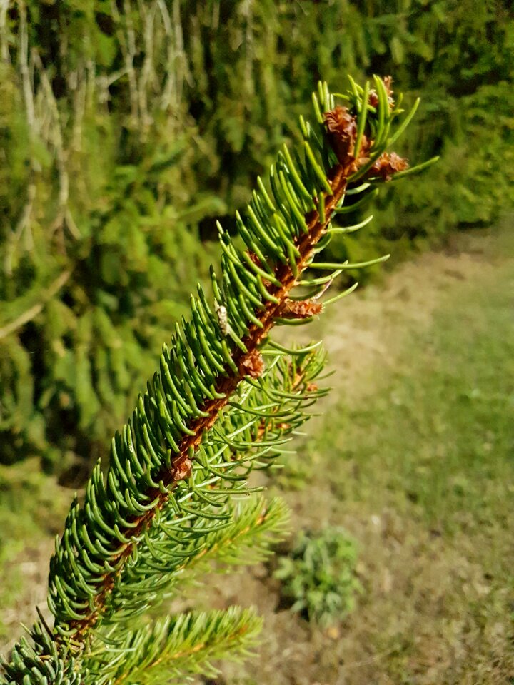 Nature needle branch